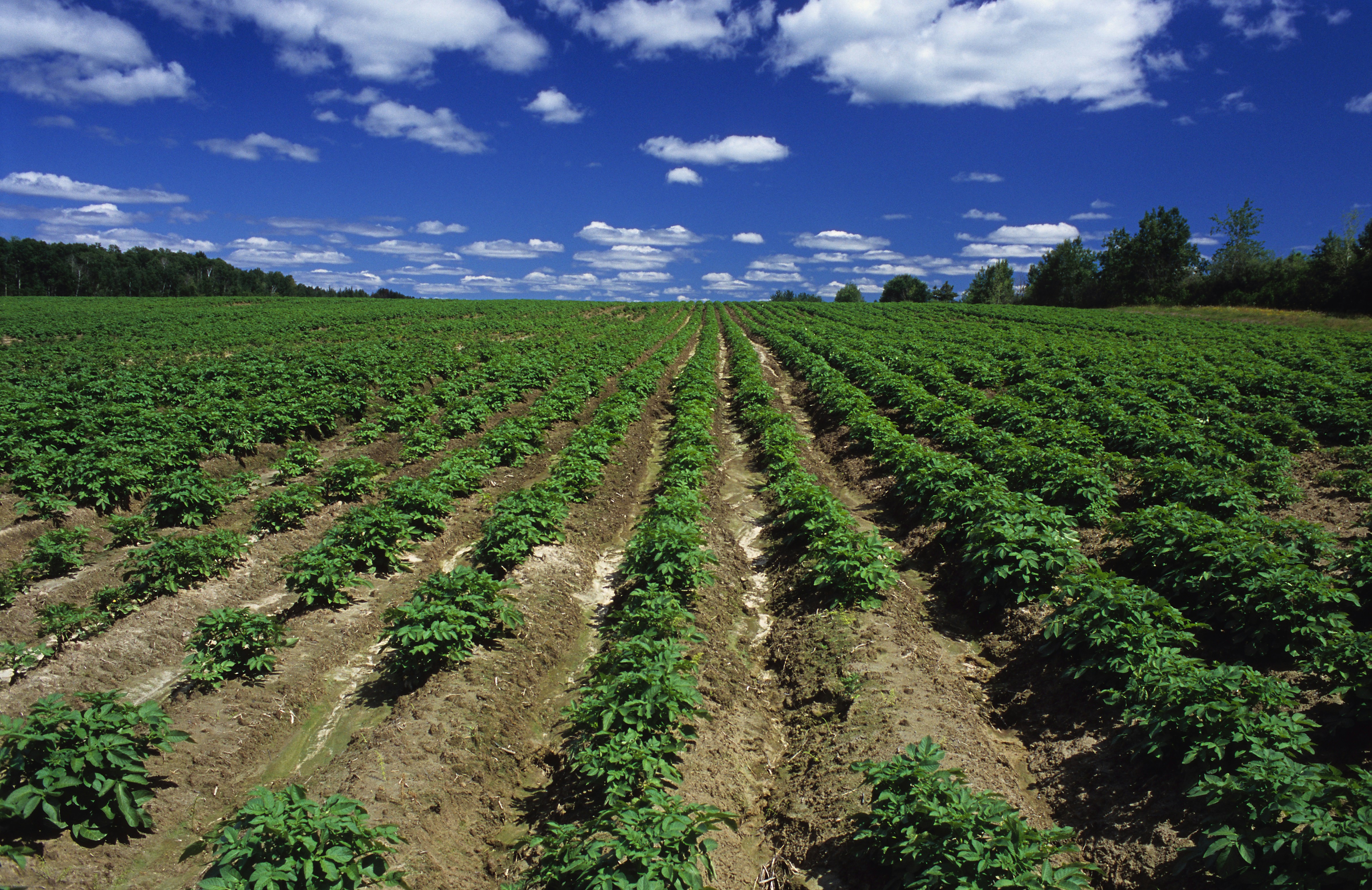 Neat rows of crops under blue sky