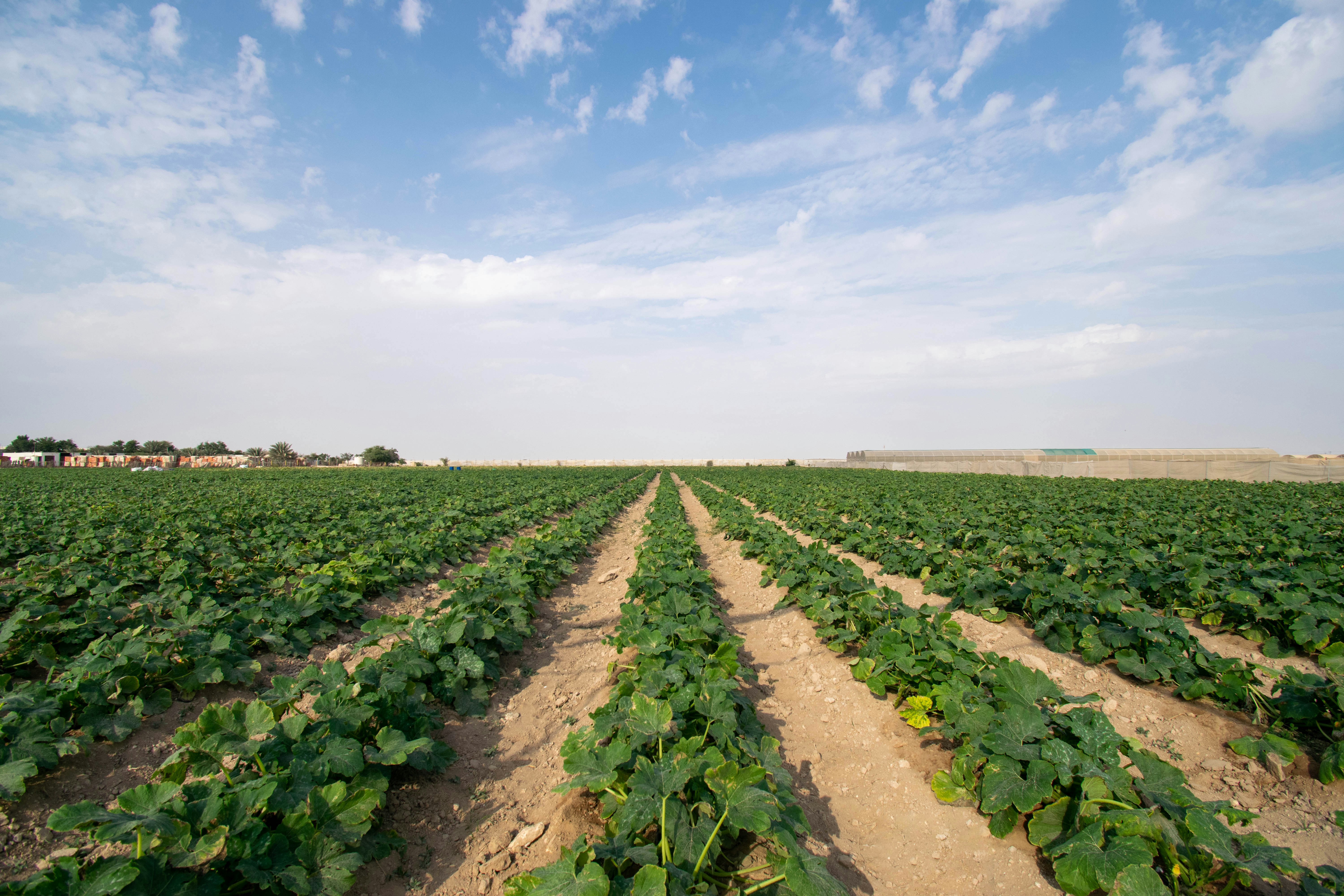 Rows of lettuce in a field