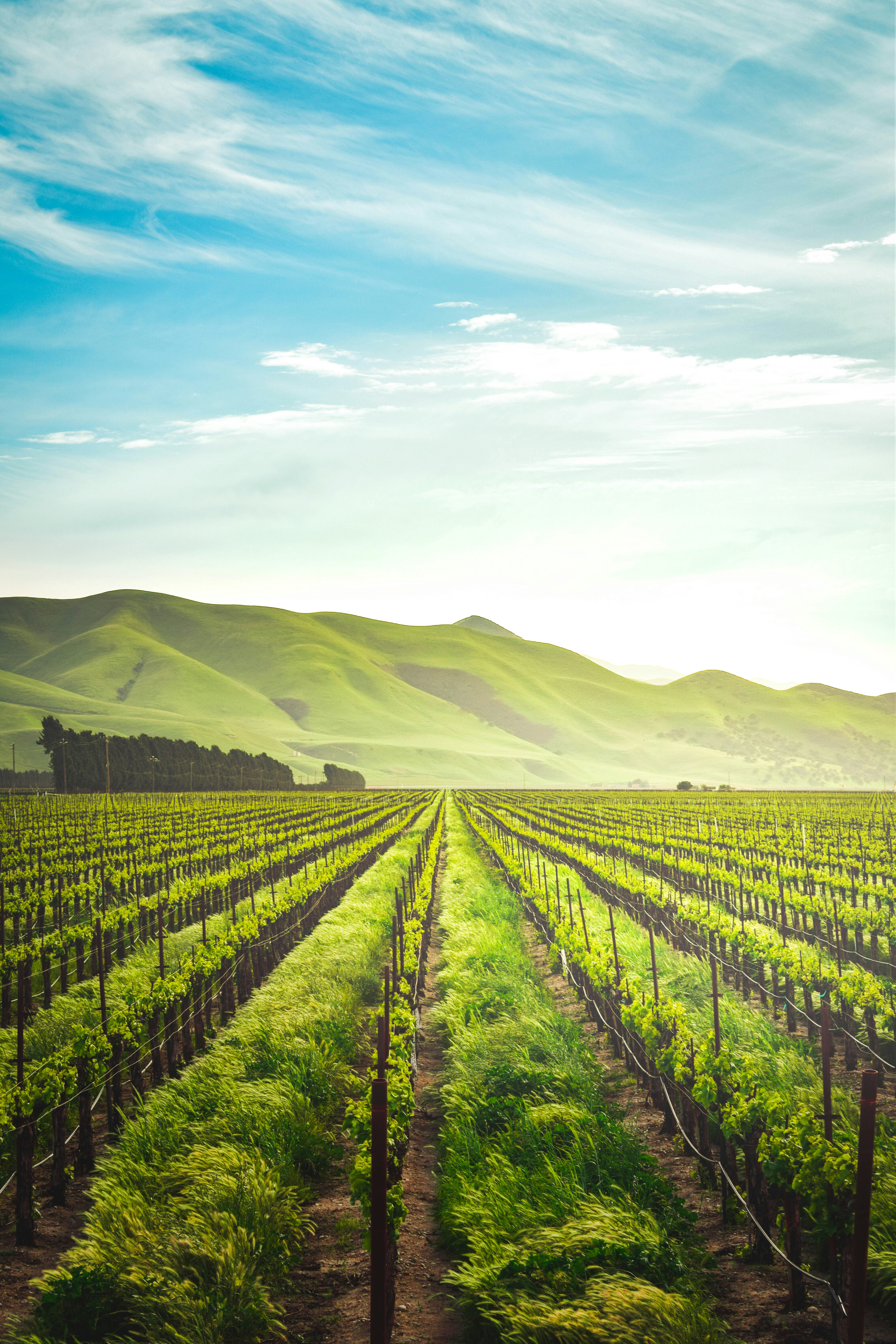 Beautiful vineyard with mountains in background